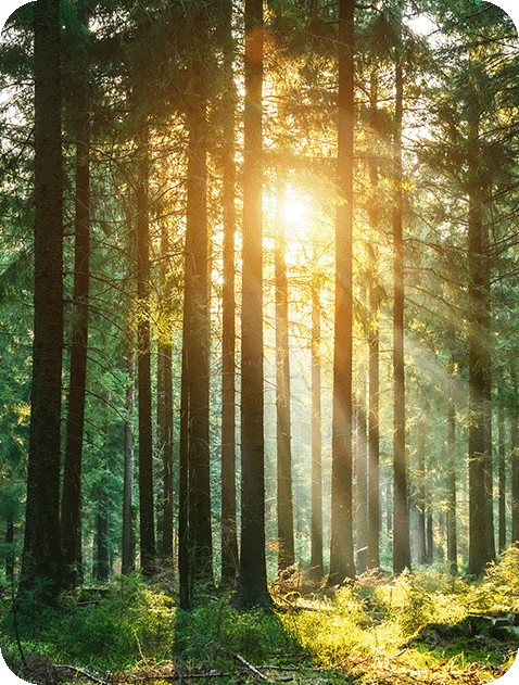 Alberi illuminati dal sole